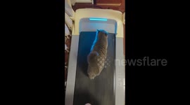 Mischievous blue cat takes over treadmill