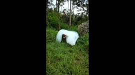 Residents baffled by foam clumps near rice field in Indonesian village