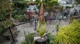 USA: Corpse Flower Blooms at Colorado State University After Eight-Year Wait