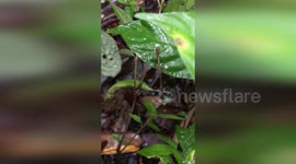 Madagascar: Madagascar's Jumping Leeches: Scientists Unveil Video Evidence of Surprising Behavior