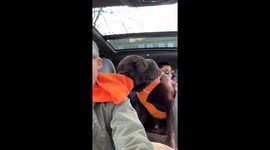 Humphrey's hoodie hilarity: a dog's fashion faux paw