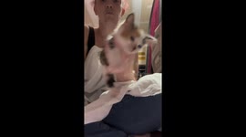 Kitten Hazel makes her feelings clear: not a fan of burping!