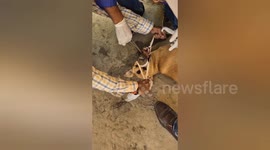 Social organization a bone got stuck in the throat of a dog neck taken out in Central India