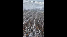 Penguin rescued from fishing hook off Argentina's Camino de La Costa