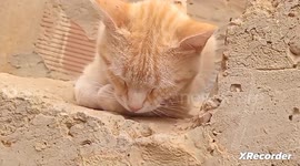Funny clip of a sleeping cat