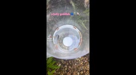 Me showing a baby goldfish I found in my pond to feed incase the other bigger fish were outcompeting it for food.