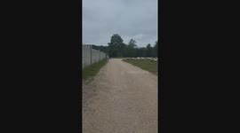 Heartbeats and hooves: Young girl's frightening flight from a sheep chase