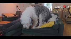 Sniffing out trouble: Sheepdog gives dad a sniff he won't forget