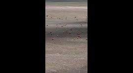 Tibetan antelopes embark on birth-giving season