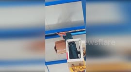 Spain: Kestrel Trapped in Vent Rescued in Lucena