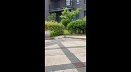 Chinese Baby Mesmerized by Performance in Neighborhood