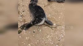 UK: Rescue Effort Underway for Abandoned Seal Pups at Stornoway Airport