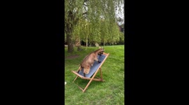 Determined goat tries to seek comfort on 'uncomfy' garden chair