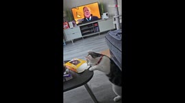 Cat dials up her slickness to quietly steal hooman's tasty tea cake