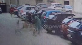 Woman fights off pack of stray dogs attacking her in India