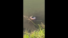 Frog on floating bread entices minnow feeding frenzy