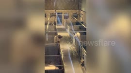 Two pigs seemingly have conversation 'plotting escape' in slaughter house
