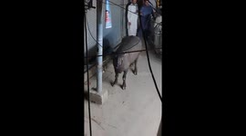 Ox breaks free in Peshawar, sparks chase