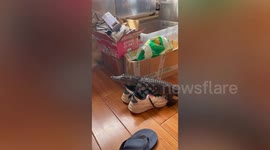 Pet Siamese crocodile wanders around owner's room