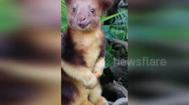 Australia: Perth Zoo Shares Heartwarming Video of Tree Kangaroos Enjoying Carrots for World Rainforest Day