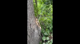 Water Shoots From Tree After branch Removal