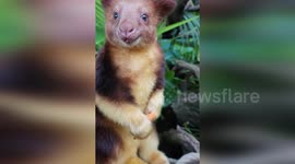 Baby kangaroo munches on a carrot at Perth Zoo