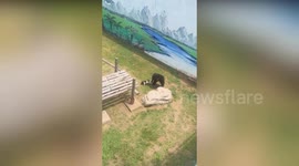 Zoo denies abuse as Dongdong the gorilla drags squealing piglet around like rag doll