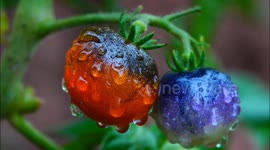 China: Plum Rains Season