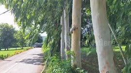 Eucalyptus tree with a penis-like growth amuses locals in Thailand