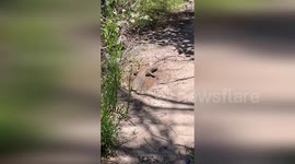 Australia: Heath Goannas Save Australian Sheep from Blowflies, Study Finds