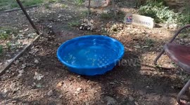 Welsh Terrier Cooling Off