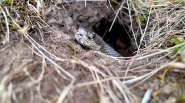 USA: A northern Pacific rattlesnake hides in a ground squirrel burrow