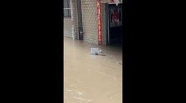 Smart toad sets sail on a makeshift raft during torrential rain in southern China