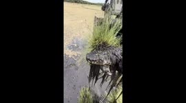 Excavator unearths unexpected crocodile during riverbank operation in China