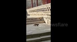 China: The Curious Kittens of Shanxi Jinci Museum