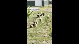 Morning duck waddle becomes viral sensation hitting over 1 million views