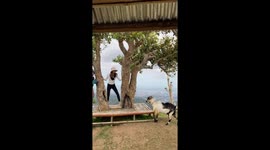 Goat chases away hikers relaxing on picnic bench