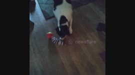 Duke vs Weasel ball