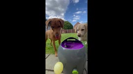 Labs' joy with rediscovered ball launcher goes viral