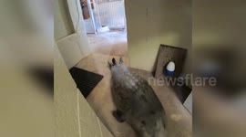 Seal waddles onto scales to be weighed at zoo