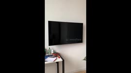 Cat perched behind TV in Warsaw