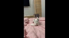 Chloe the kitten: playful defender of her territory