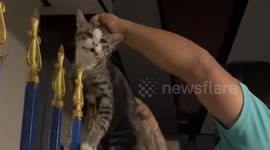 Pet cat rescued after falling onto sharp metal spike
