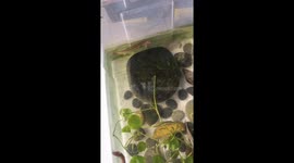 Intelligent loaches respond to owner's commands in China