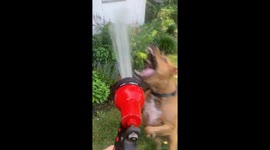 Furry Plant Bites At Water