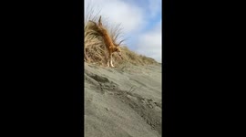 Silken Windhound Gracefully Tumbles