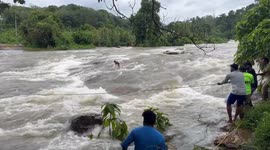 Dog saved from river rock amid monsoon floods in India