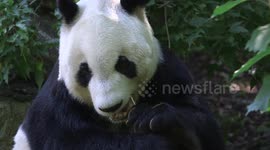 Austria: The Oldest Zoo in the World Extends Giant Panda Partnership