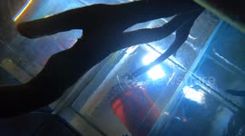 USA: Oregon Zoo Welcomes Ancient Pacific Lamprey to Great Northwest Exhibit