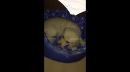 Mi tierna perrita cuidando con la  vida su huesito. No quiere compartirlo con nadie